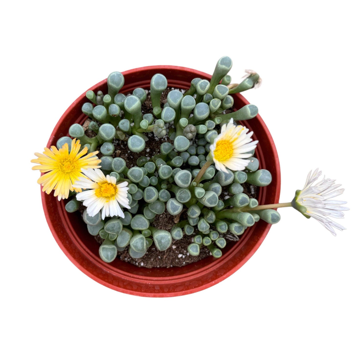 Fenestraria aurantiaca