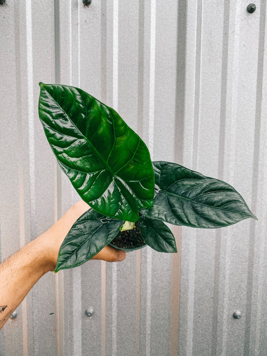 4" Alocasia Sinuata 'Quilted Dreams'