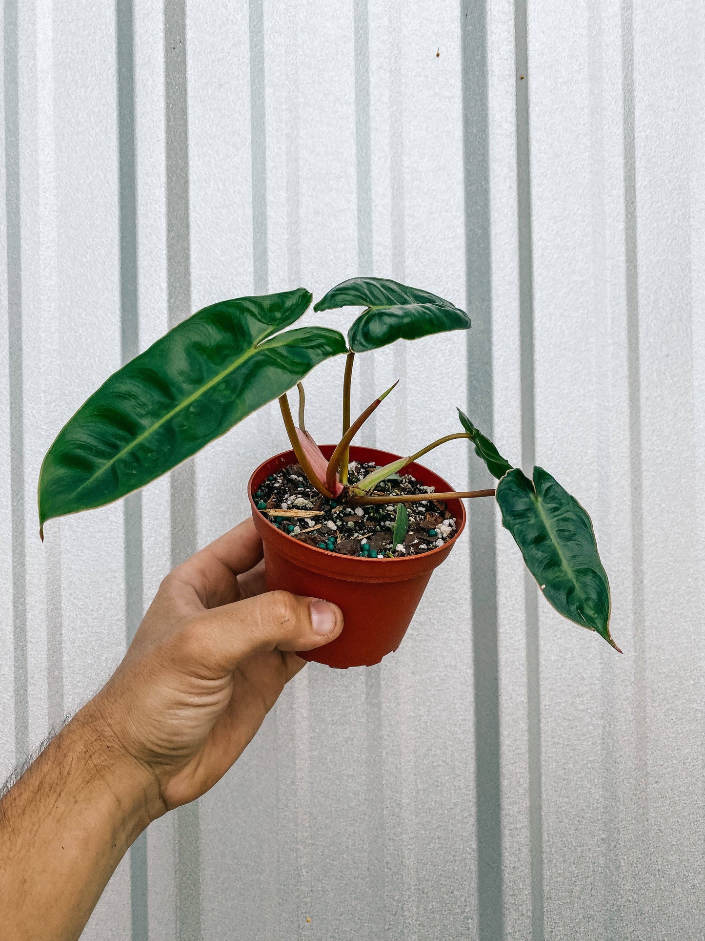 Philodendron Billietiae