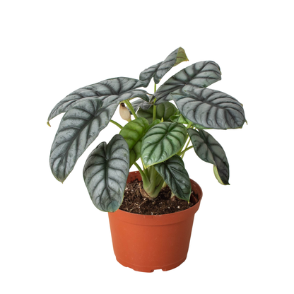 Alocasia 'Silver Dragon'