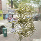 Air Plant Holder: Suction Cup