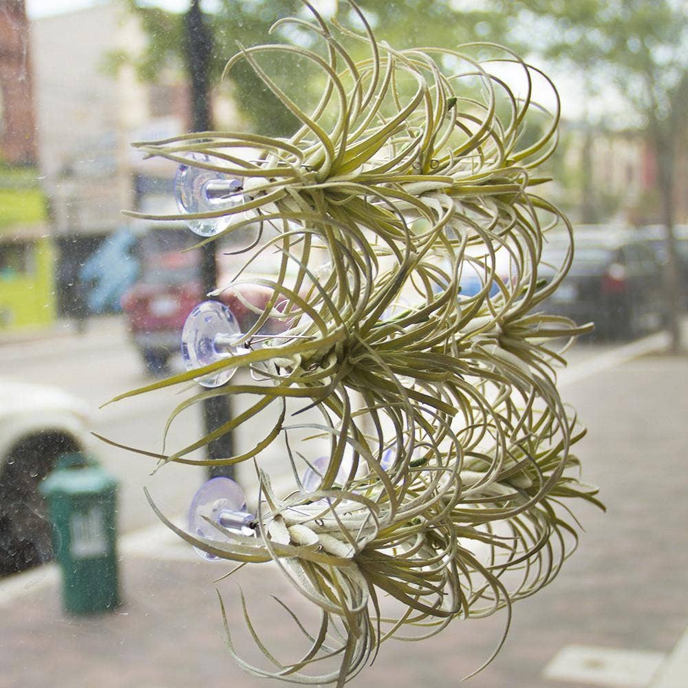 Air Plant Holder: Suction Cup