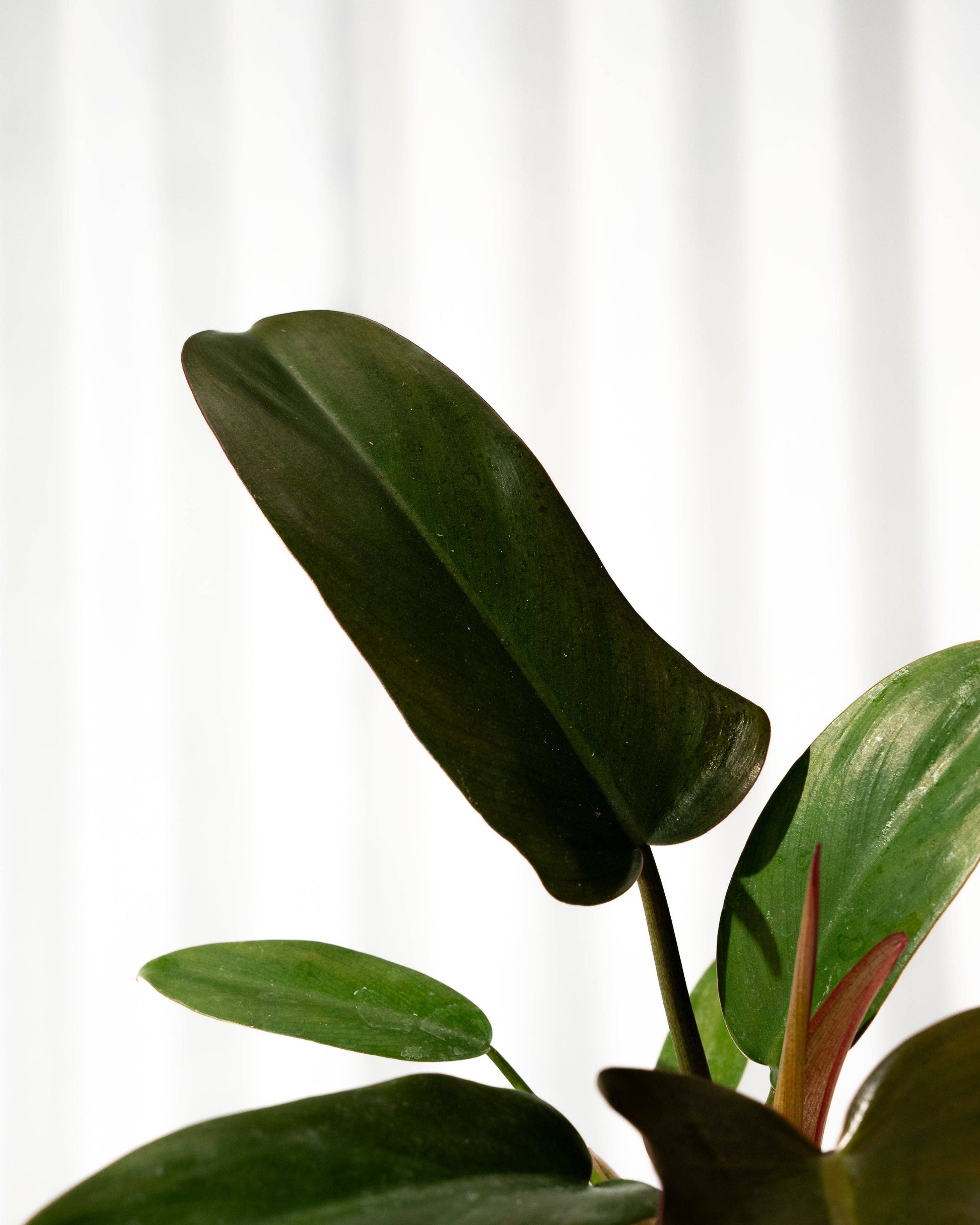 florida bronze philodendron 4" Philodendron 'Florida Bronze' – Botanica