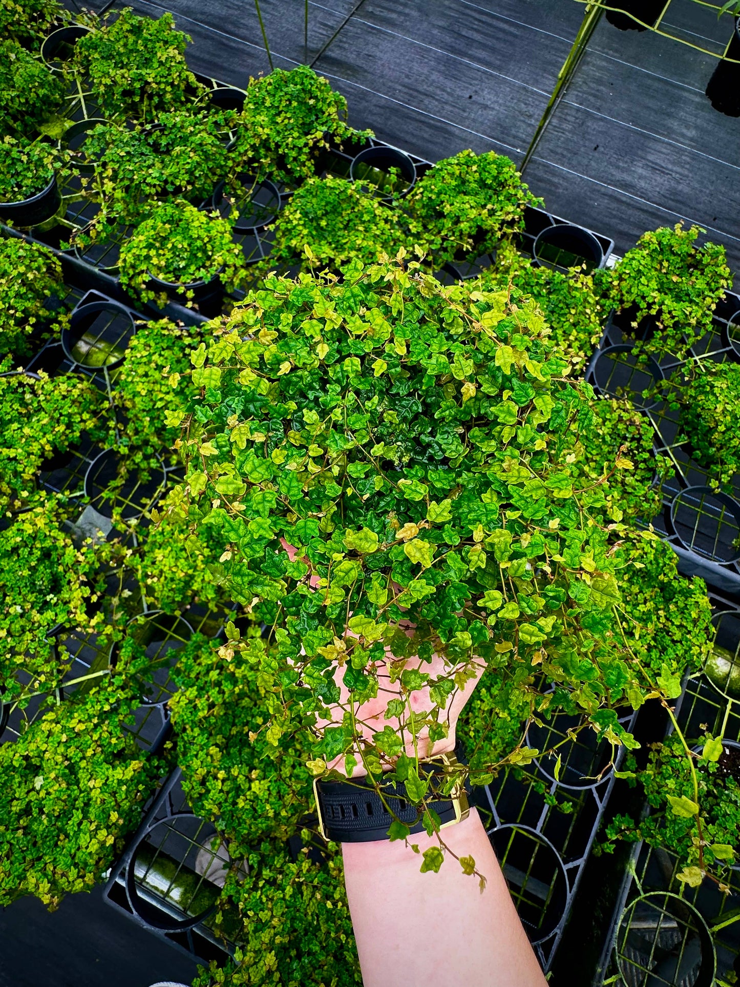 4" String of Frogs - Ficus Pumila ‘Quercifolia’