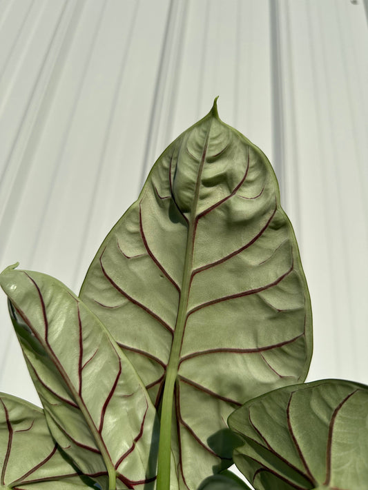 Alocasia 'Silver Dragon'