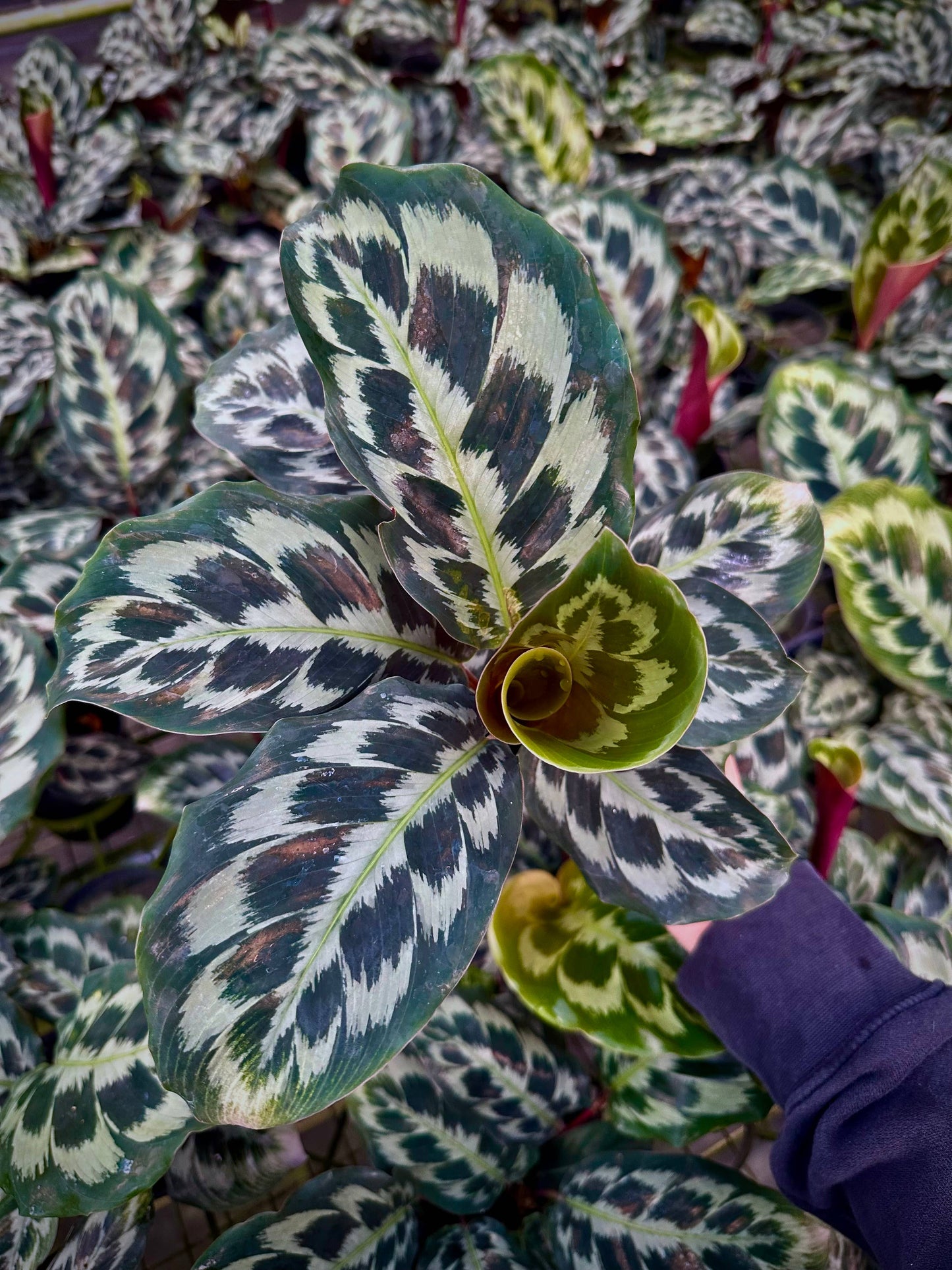 4" Calathea Helen Kennedy