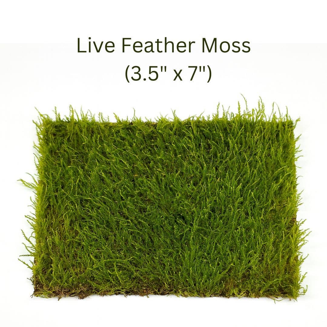 Live Moss for Terrariums