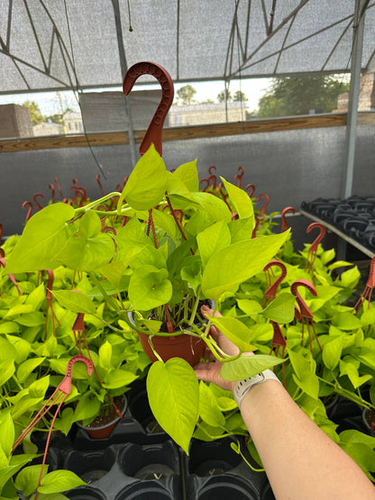 6" Pothos Neon HB