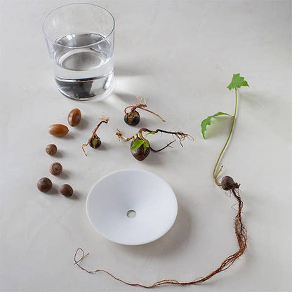 Porcelain Germination & Propagation Plate