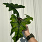 6" Alocasia Jacklyn