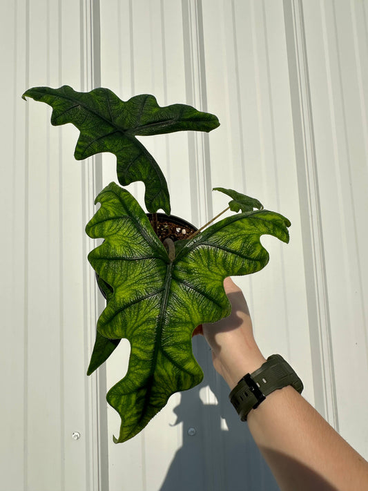 6" Alocasia Jacklyn