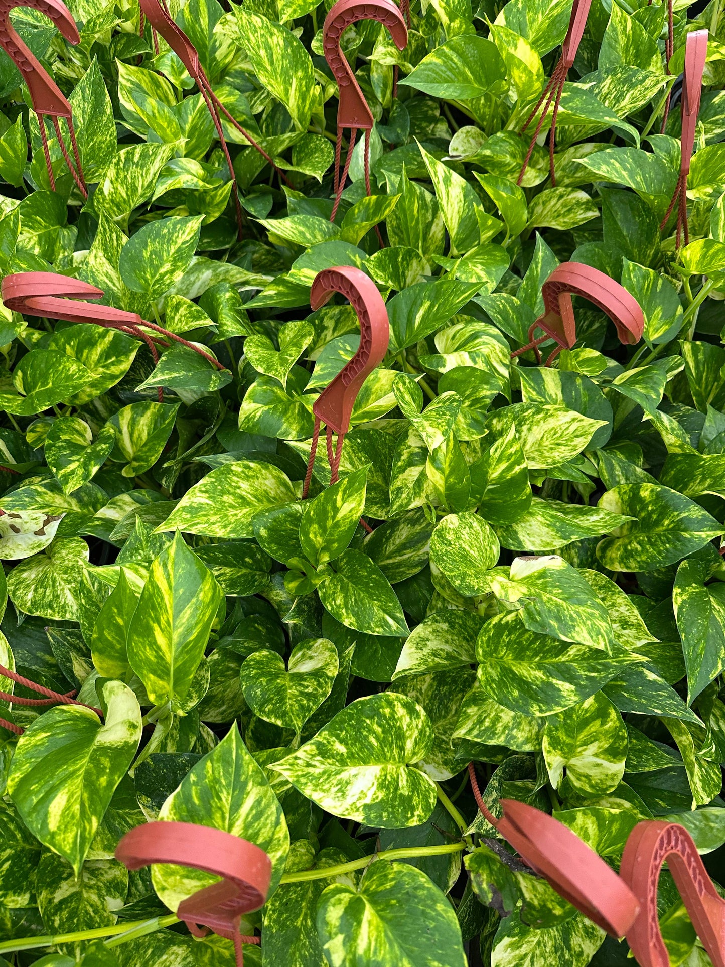 6" Epipremnum Aureum 'Hawaiian'