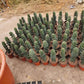 Cereus forbesii 'Spiralis'