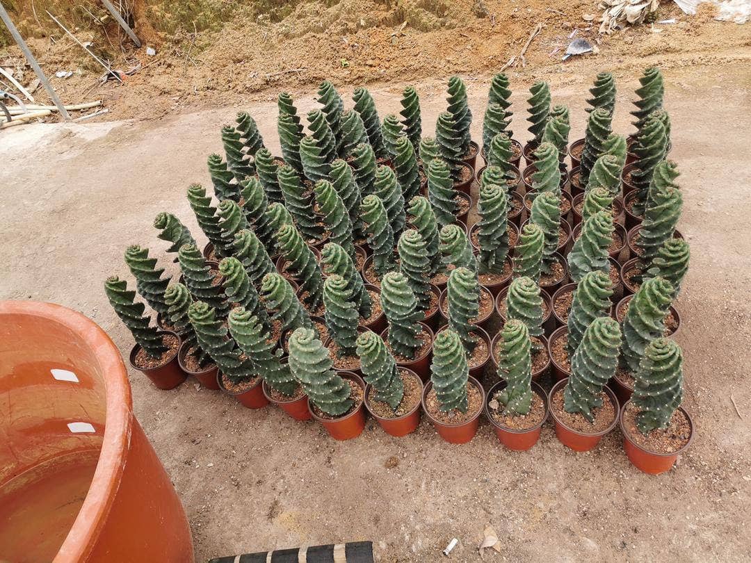 Cereus forbesii 'Spiralis'