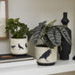 Corvus Pot