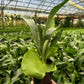 4" Staghorn Fern Netherlands