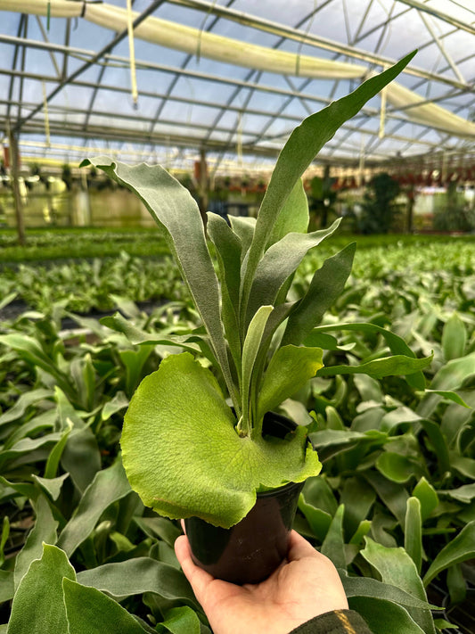 4" Staghorn Fern Netherlands