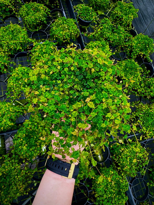 4" String of Frogs - Ficus Pumila ‘Quercifolia’