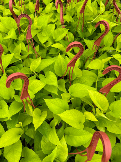 6" Pothos Neon HB