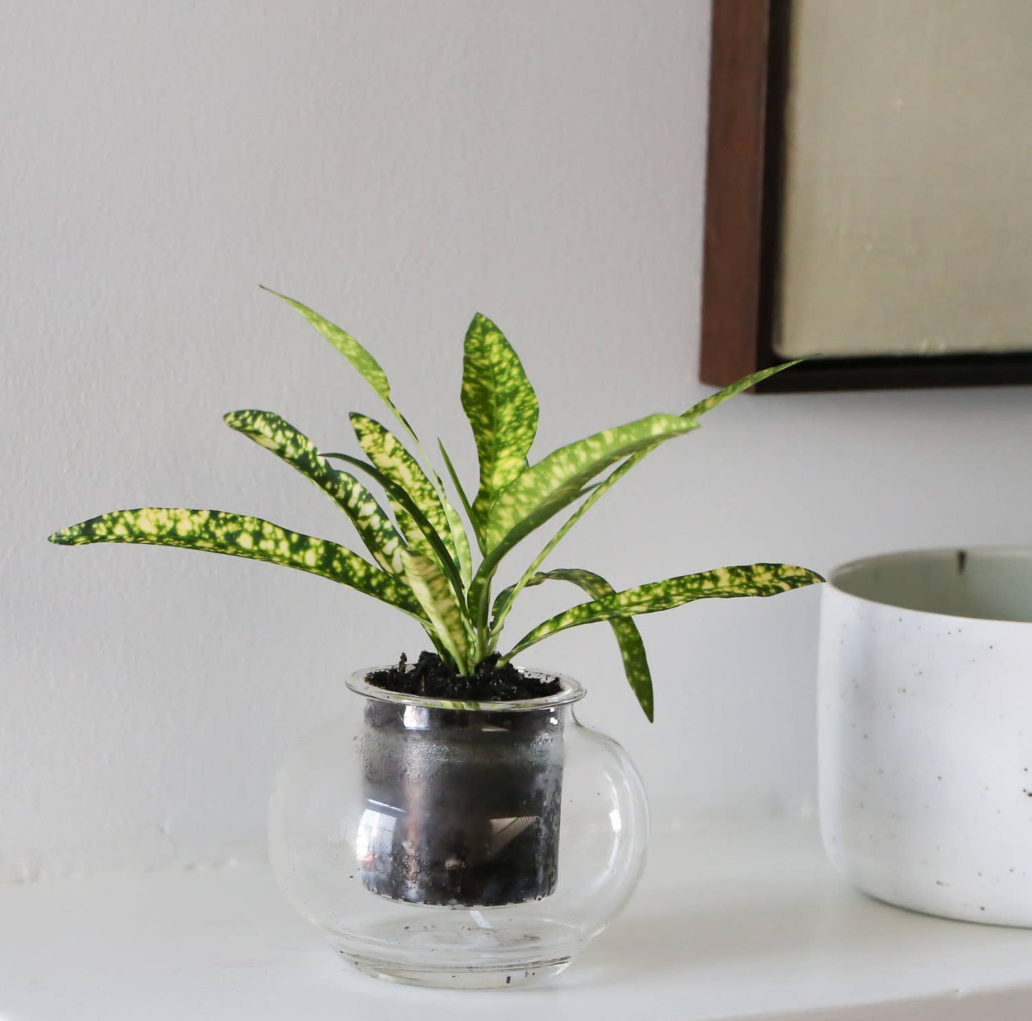 Small Self-watering Planter