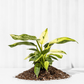 4" Philodendron 'Jose Buono Fiesta'