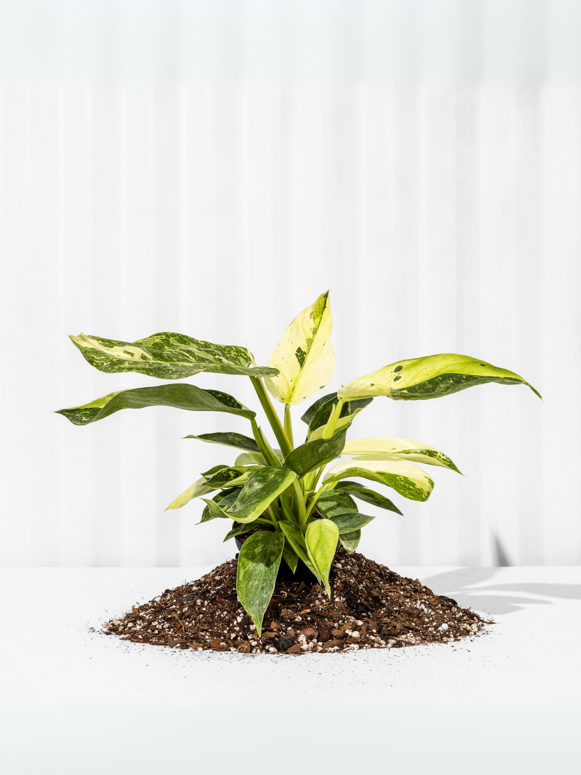 philodendron jose buono fiesta 4" Philodendron 'Jose Buono Fiesta'
