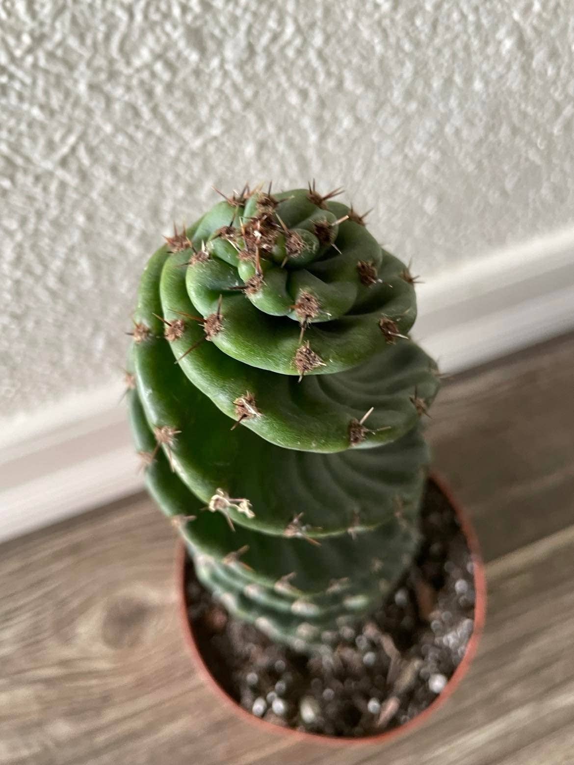 Cereus forbesii 'Spiralis'