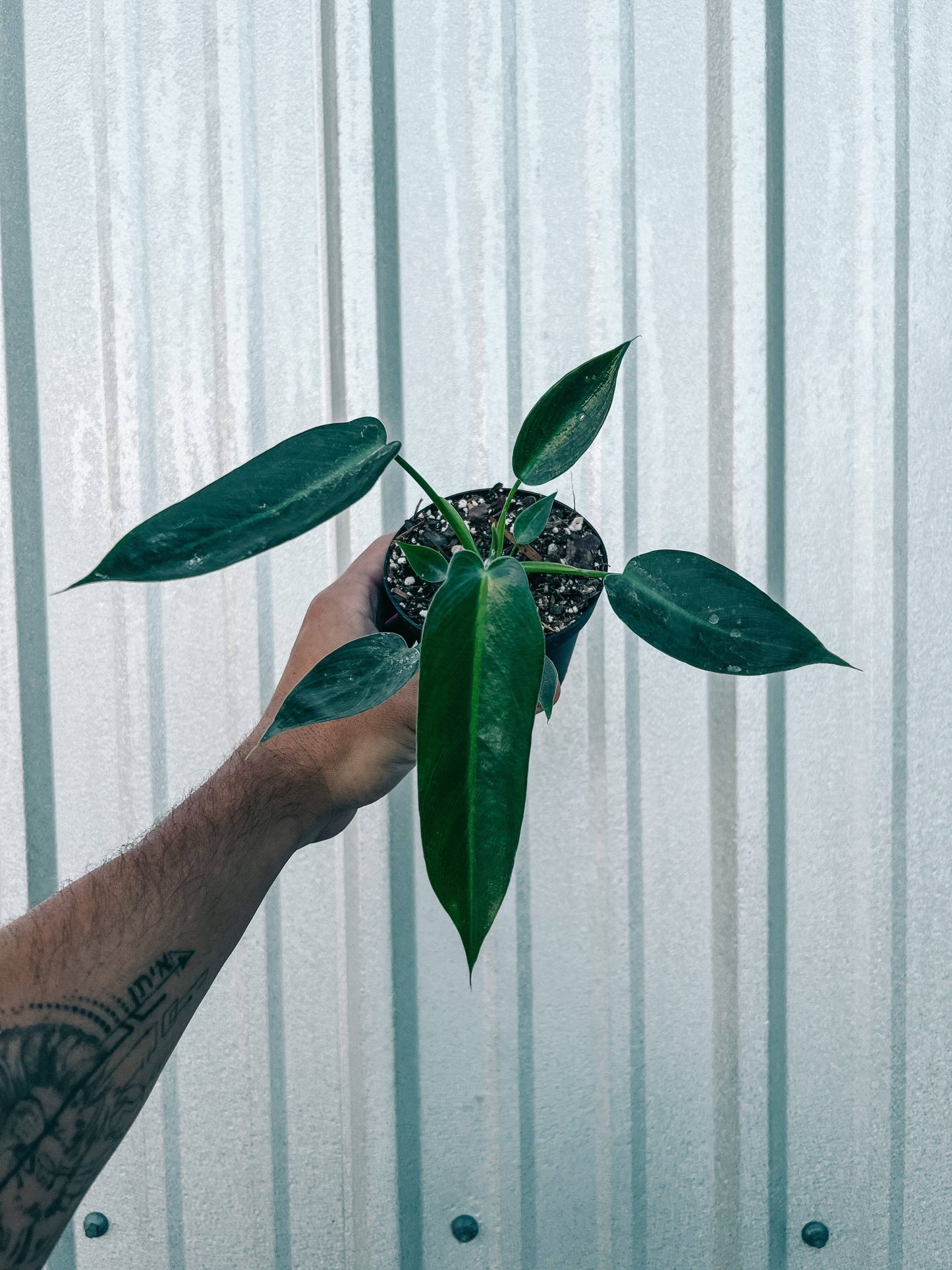 holy philodendron 4" Philodendron 'Spiritus Sancti' – Botanica