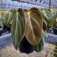 Philodendron Melanochrysum