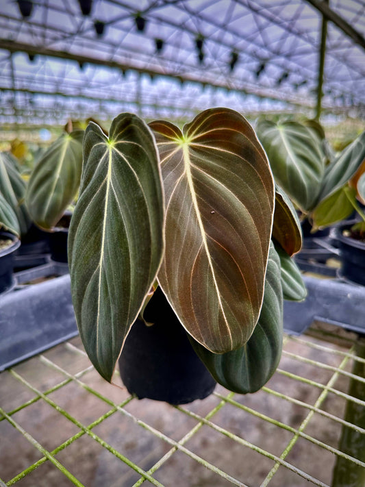 Philodendron Melanochrysum