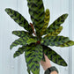 Calathea Lancifolia