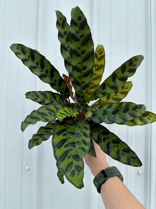 Calathea Lancifolia