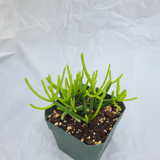 Rhipsalis heteroclada