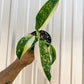 4" Philodendron 'Jose Buono Fiesta'