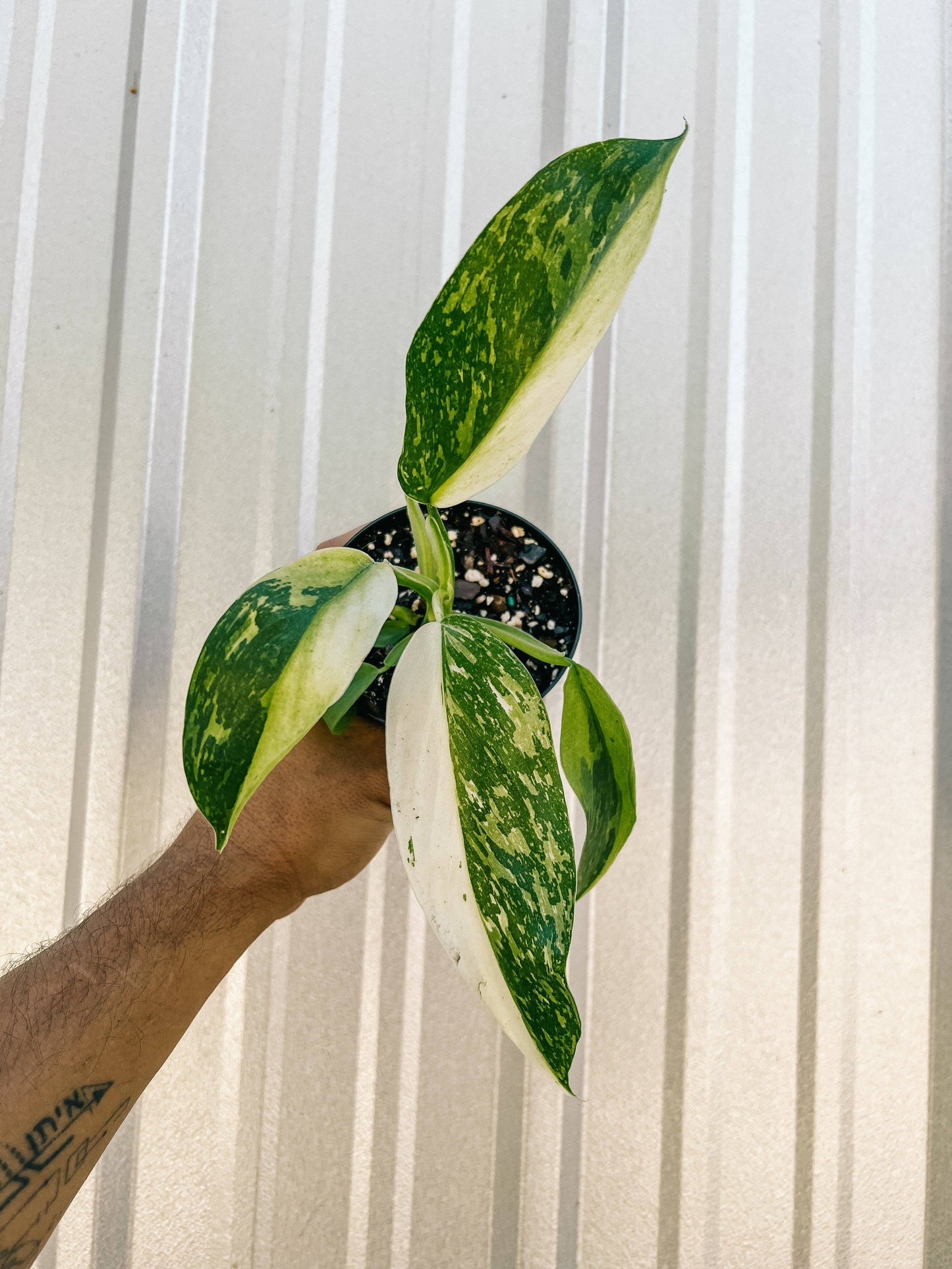 philodendron jose buono fiesta 4" Philodendron 'Jose Buono Fiesta'