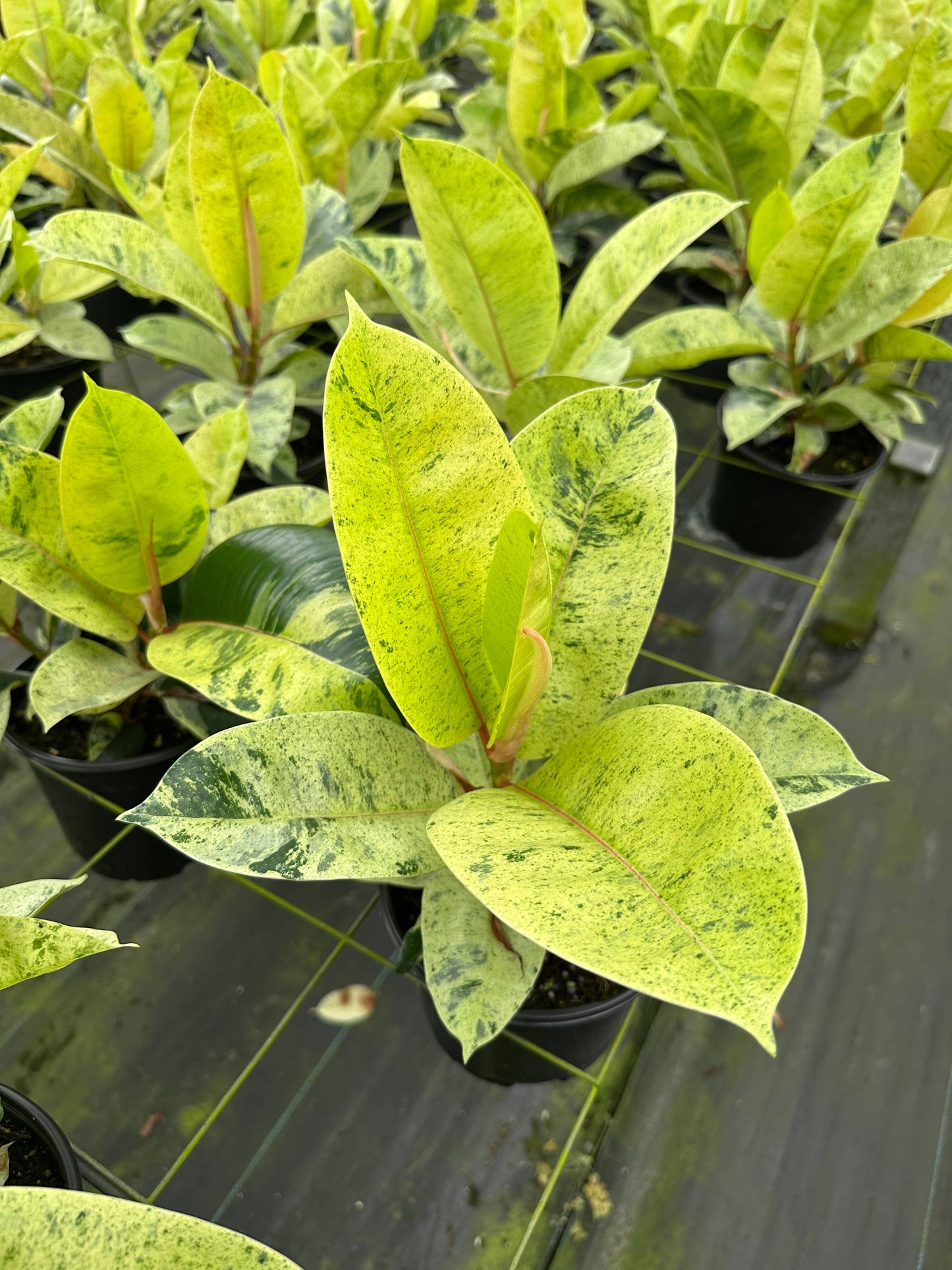 6" Ficus Shivereana 'Moonshine'