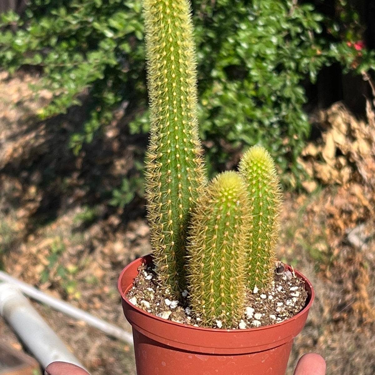 Cleistocactus winteri