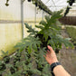 ALOCASIA Brancifolia 6"