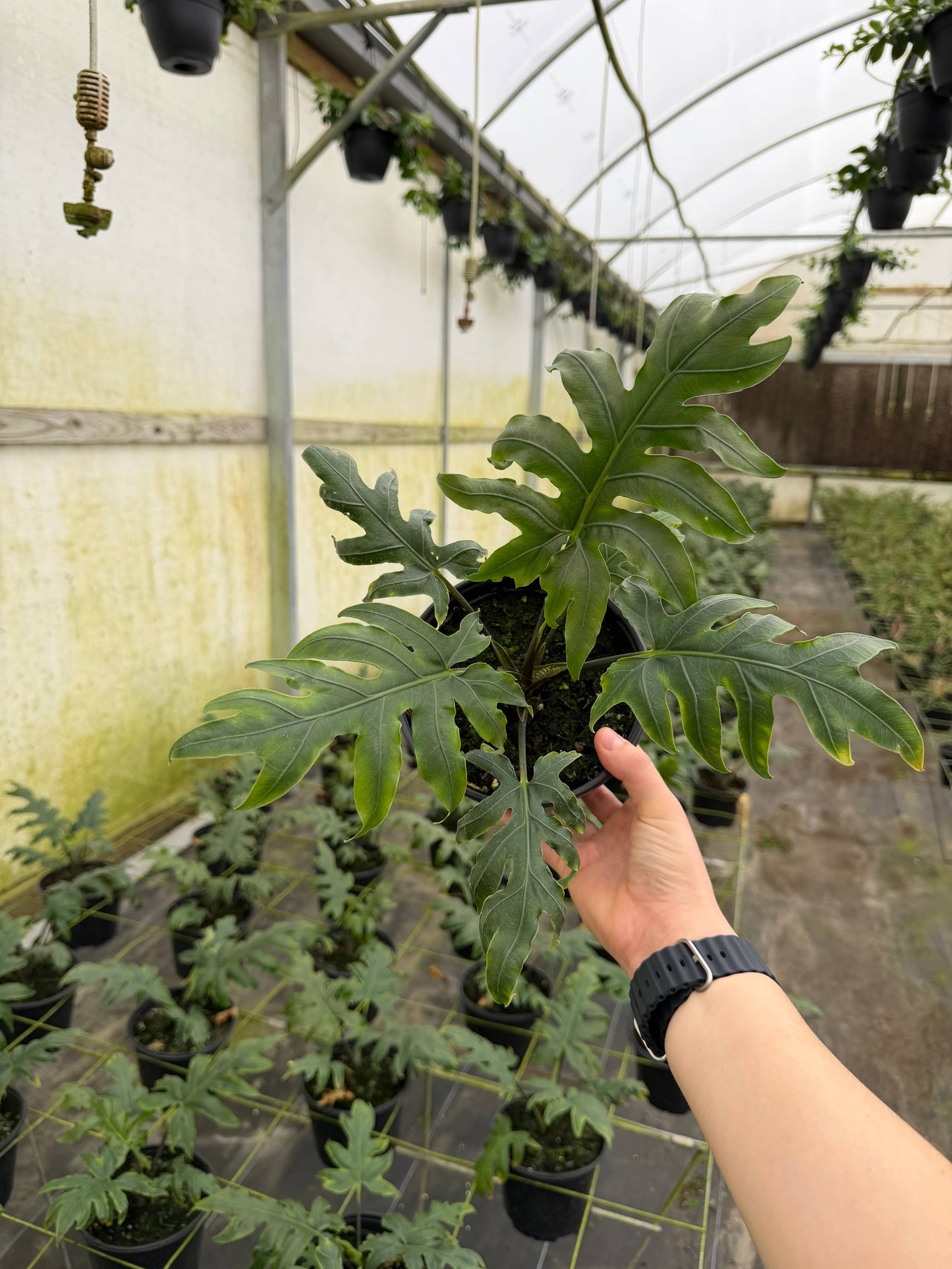 ALOCASIA Brancifolia 6"