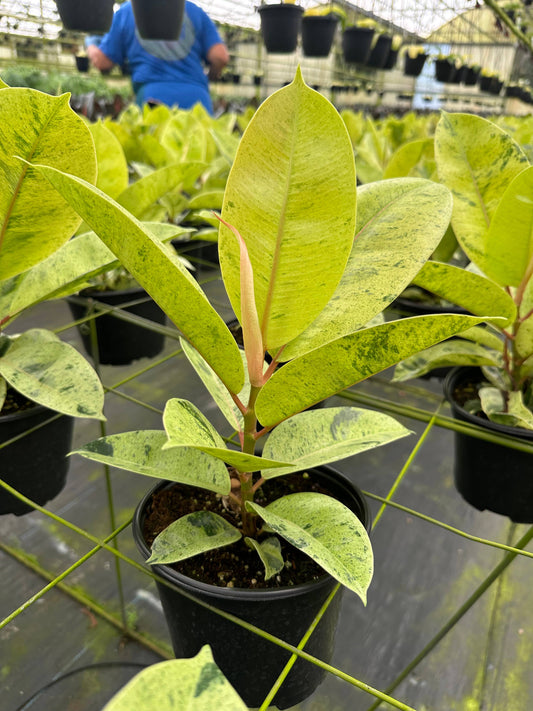 6" Ficus Shivereana 'Moonshine'