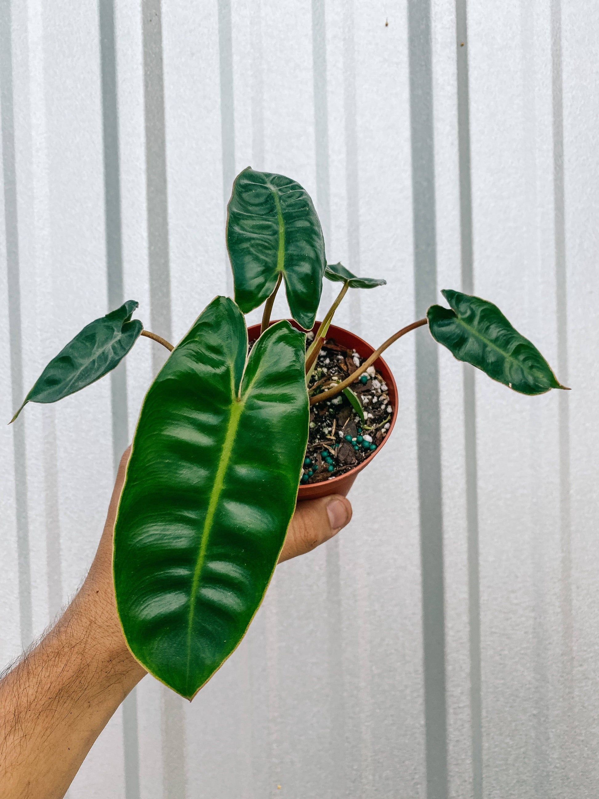 philodendron billietiae palcea variete Philodendron Billietiae – Botanica