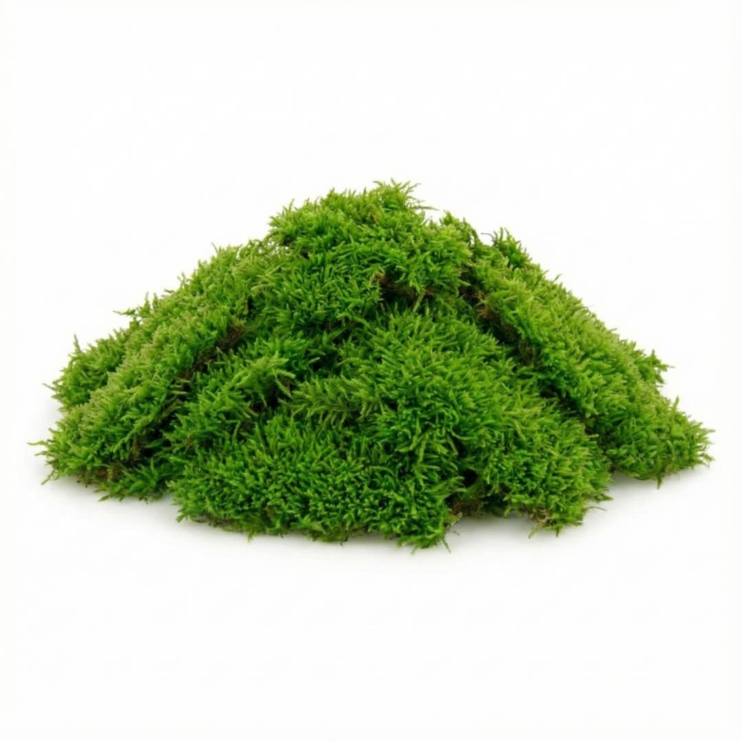 Live Moss for Terrariums