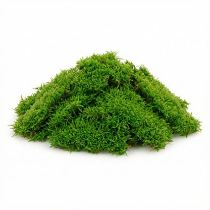 Live Moss for Terrariums