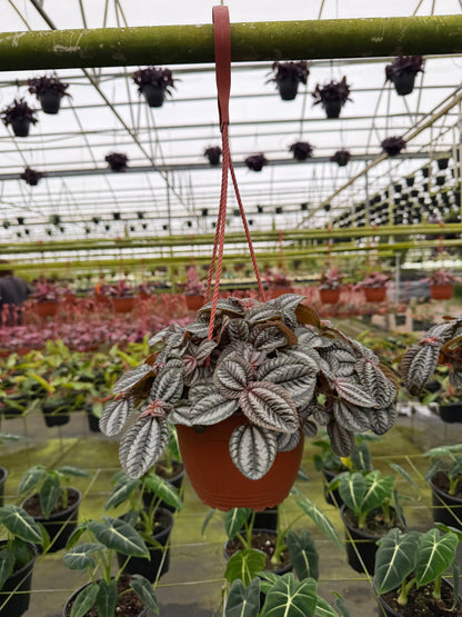 PILEA ‘Norfolk’ HB