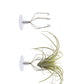 Air Plant Holder: Suction Cup