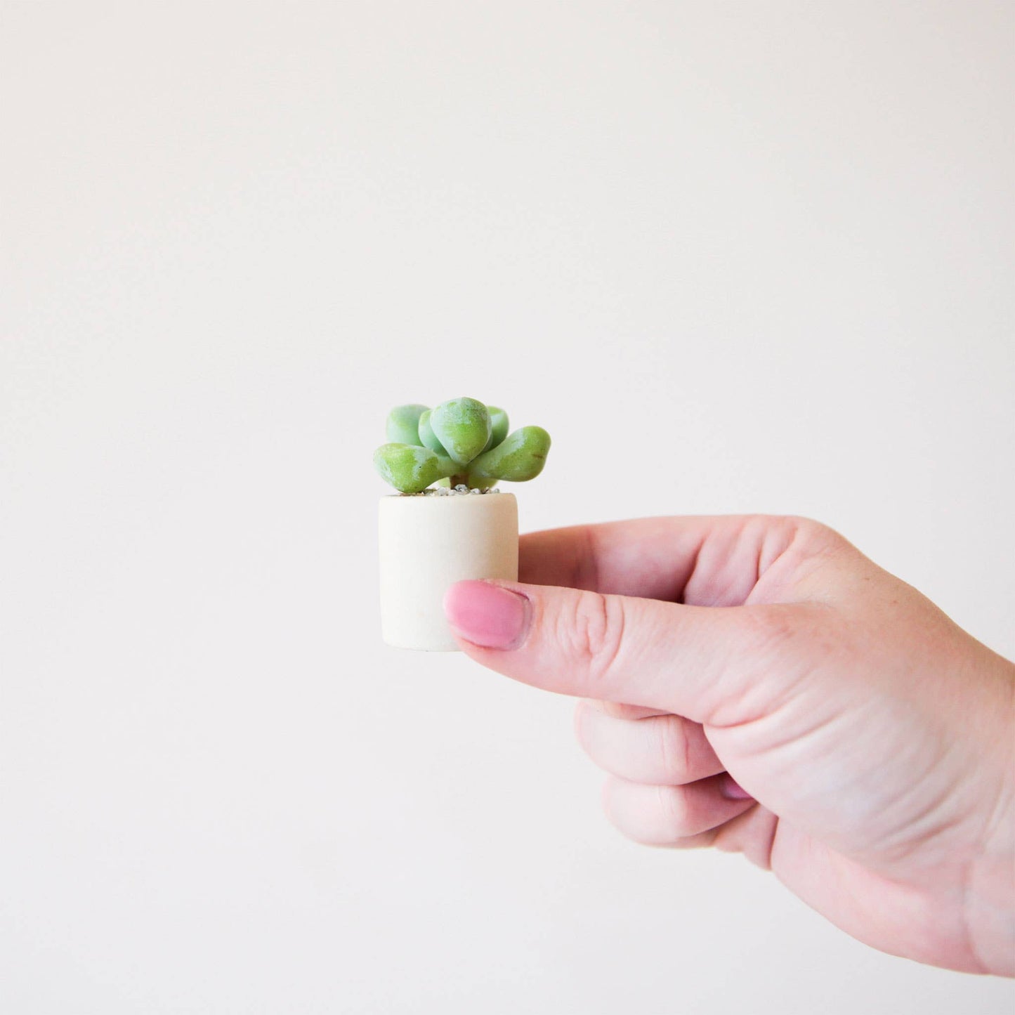 Tiny Pot Succulent