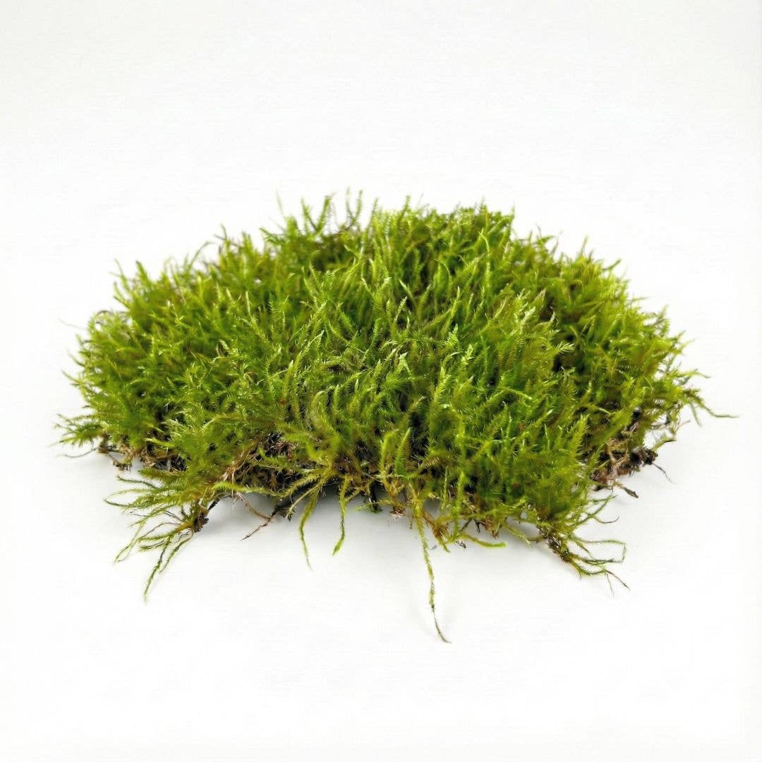 Live Moss for Terrariums