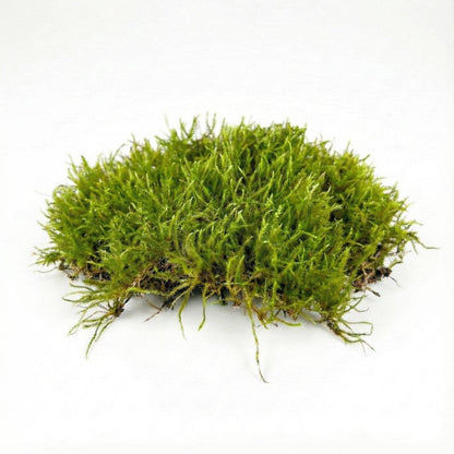 Live Moss for Terrariums
