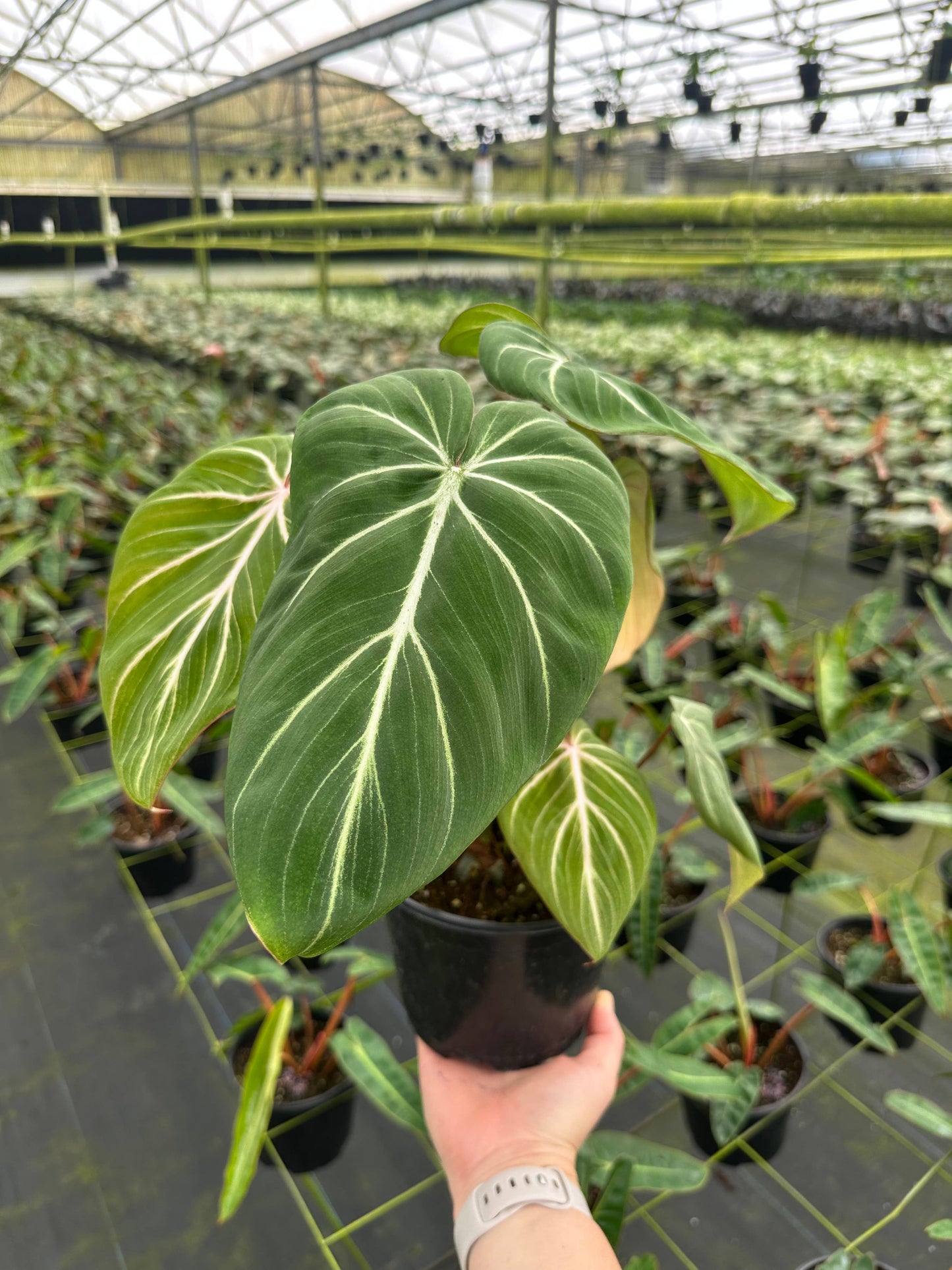 Philodendron Gloriosum