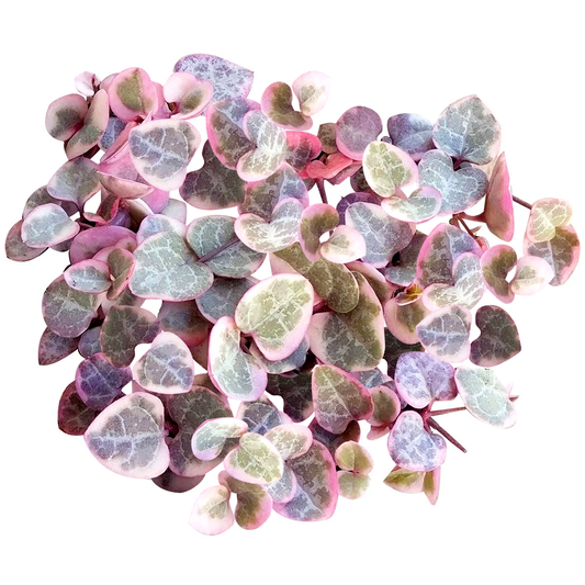Variegated String of Hearts 4"